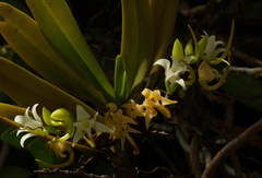 Cyrtorchis arcuata arcuata