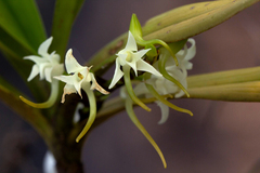Cyrtorchis arcuata arcuata