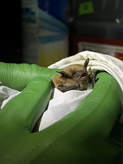 Myotis occultus