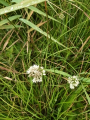 Allium suaveolens