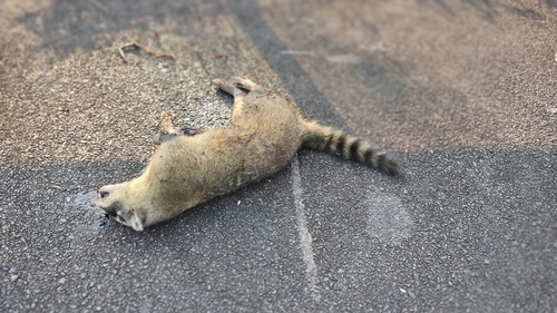 Crab-eating Raccoon