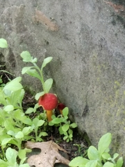 Hortiboletus rubellus