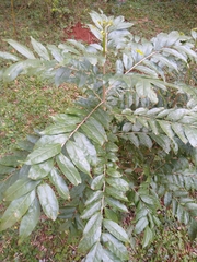 Casearia sylvestris