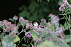 Carduelis carduelis