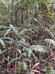 Mauritiella