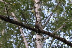 Turdus pilaris