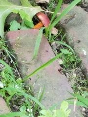 Hortiboletus rubellus