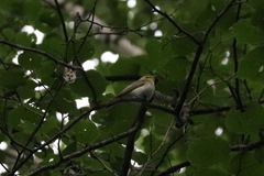 Phylloscopus sibilatrix