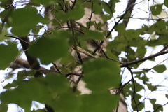 Phylloscopus sibilatrix