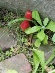 Hortiboletus rubellus