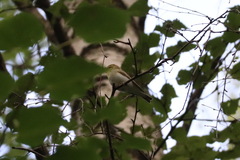 Phylloscopus sibilatrix