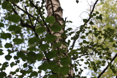 Phylloscopus sibilatrix