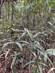 Mauritiella