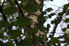 Phylloscopus sibilatrix