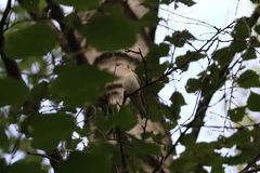 Phylloscopus sibilatrix