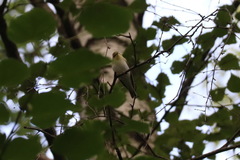 Phylloscopus sibilatrix