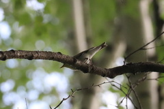 Phylloscopus sibilatrix