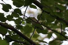 Phylloscopus sibilatrix