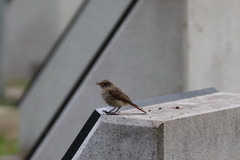 Phoenicurus phoenicurus