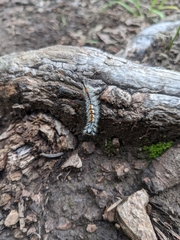 Orgyia pseudotsugata