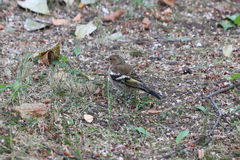 Fringilla coelebs