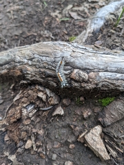 Orgyia pseudotsugata