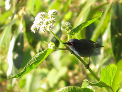 Diglossa caerulescens