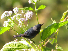 Diglossa caerulescens