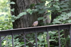 Phoenicurus phoenicurus