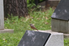 Phoenicurus phoenicurus