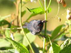 Diglossa caerulescens