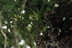 Cyrtorchis arcuata arcuata