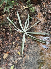 Mauritiella