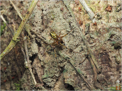 Tylorida tianlin