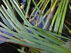 Sparganium fluctuans