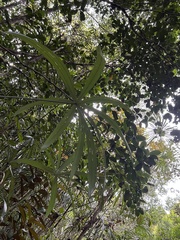 Mauritiella