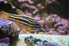 Ostorhinchus compressus