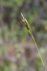 Carex stylosa