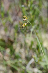 Carex stylosa