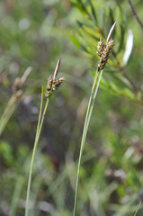 Carex stylosa