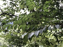 Ulmus uyematsui