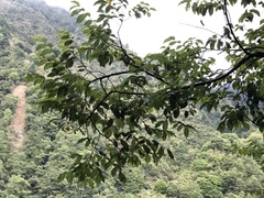 Ulmus uyematsui