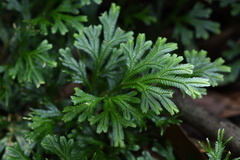 Selaginella uncinata