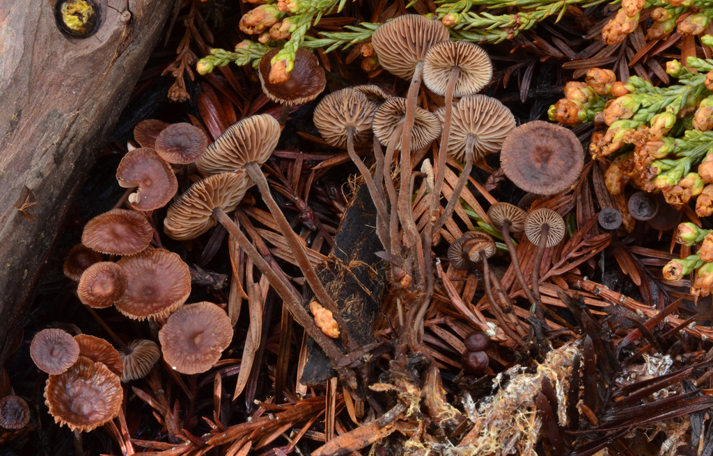 Gymnopus villosipes (Fungi of Muir Woods National Monument) · iNaturalist