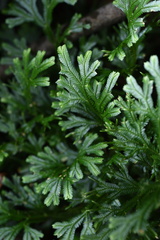 Selaginella uncinata