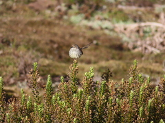Prinia maculosa exultans