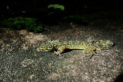 Cyrtodactylus interdigitalis