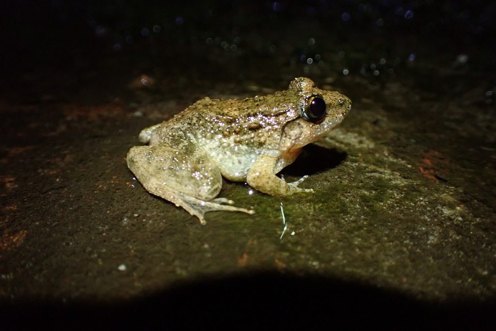Isan Big-Headed Frog
