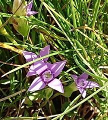 Gentianella ramosa