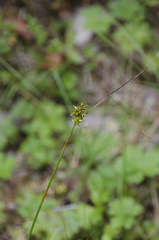 Carex echinata phyllomanica
